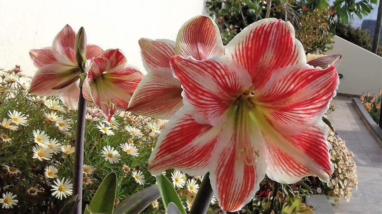 شقة Vivenda Linda Vista بورتو دا كروز المظهر الخارجي الصورة